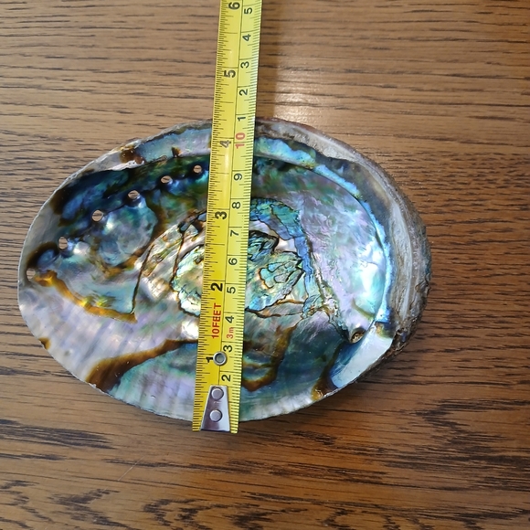 Abalone Shell 🔥💎 - Picture 4 of 4